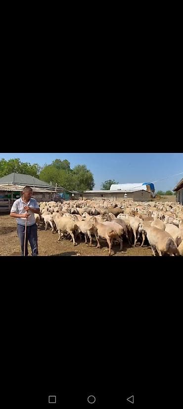 peleng sekili: Qoyun sürüsü – satış üçün - Növlər: qarabaş/yerli südlük-ətlik — 2