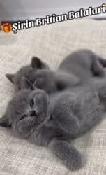 bala pişik: Britan yastı qulaq, Erkək, Dişi, Ünvandan götürmə, Ödənişli çatdırılma — 2