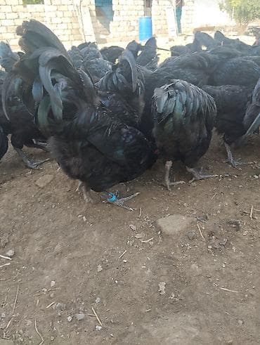 ev heyvanları satışı: 4 ayliq Avstrolop xoruzlari satilir.Heyvanlar goz qabagindadi say — 3
