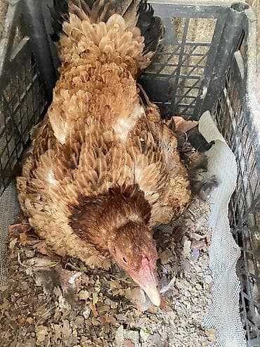 İtlər: Toyuq, Yumurtalıq — 2