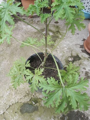 ətirşah bitkisi: Etirsah
3azn — 2