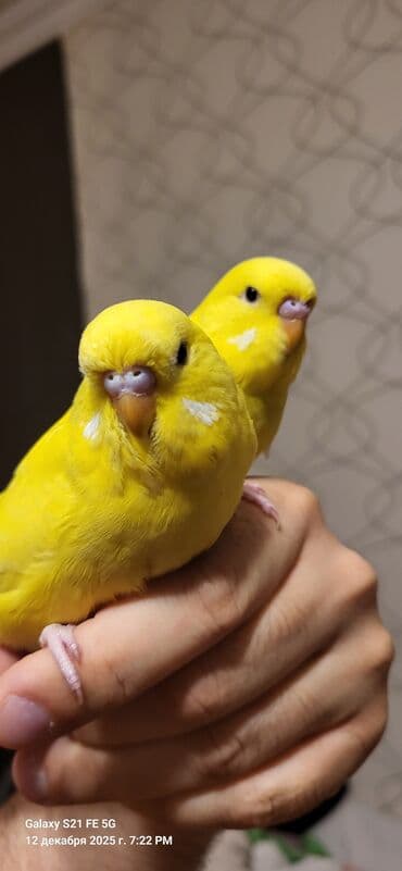 bengal pişiyi qiymeti: Tam sarıdırlar, bir ay yarımlıqdırlar. Ələ öyrəşdirmişəm. Ataları — 3