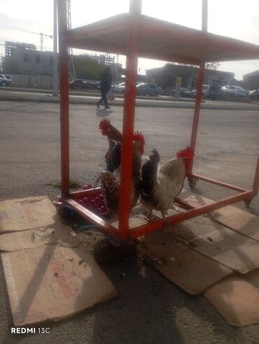 en cox sud veren inekler: Məhsul: Xoruzlar Təsvir:8 ededdi3 u toyuq 5i xoryzdu - Şəkillərdə bir — 1