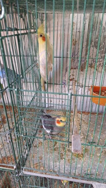 hazır hicablar: Hazır bala veren quşlar dı altında yumurta var hemide yeke yeke — 6