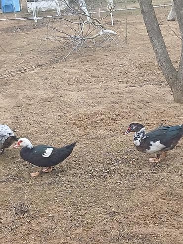 Keçilər, çəpişlər: Musk ördəkləri (indo duck) – fərqli rəng çeşidləri ilə Məhsulun — 2