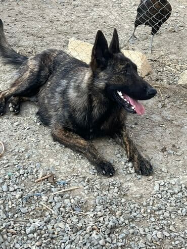 belçika afçarka: 8 ay, Erkek, Peyvəndli, Ünvandan götürmə — 3