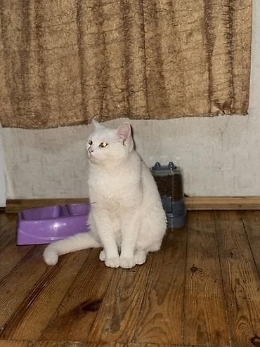 Balıqlar: Yaxşı əllərə — 2