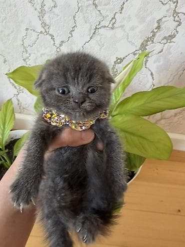 paroda pişik: Şotland yastı qulaq — 4