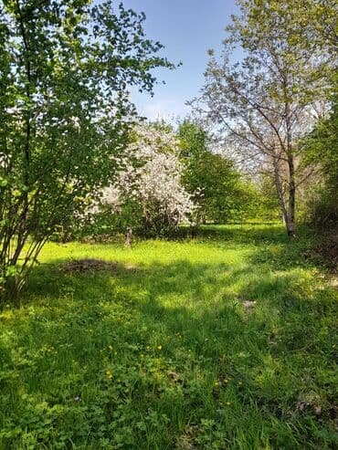 аренда и продажа недвижимости: 30 sot, Kənd təsərrüfatı, Mülkiyyətçi, Kupça (Çıxarış) — 2