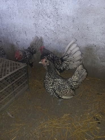 K/t heyvanları üçün mallar: Toyuq, Damazlıq — 2