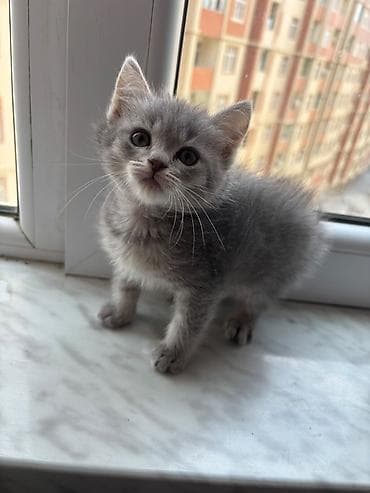 Шотладская вислоухая — 3