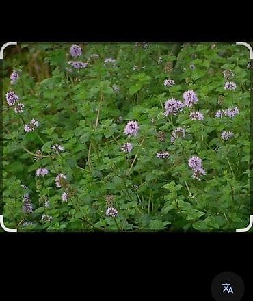 Su nanəsi (Mentha aquatica) – ətirli, bənövşəyi çiçəkləri olan — 2