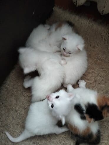 домики для кошек баку: Pişiklər — 4