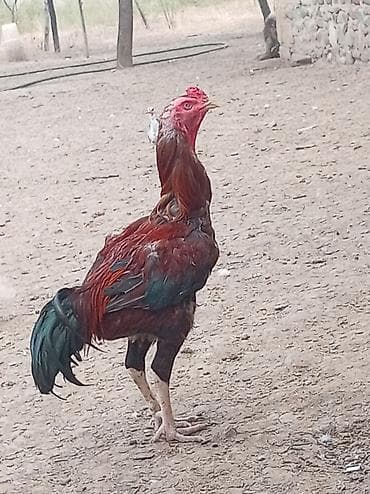 cücə və xoruz təmsil: Məhsul: Qırmızı-qara rəng çalarlarında, uzunboyun və möhkəm bədən — 1