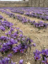 купить красную икру в баку: Məhsul: Bilgəh zeferanin gülünün kilonan satışı 1 kilosu 60azn - — 6