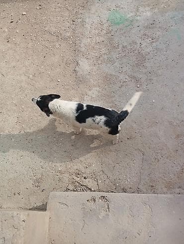 it pomeran: Qara-ağ rəngli balaca itlər - Cins: xırda ölçülü, qara-ağ ləkəli — 3