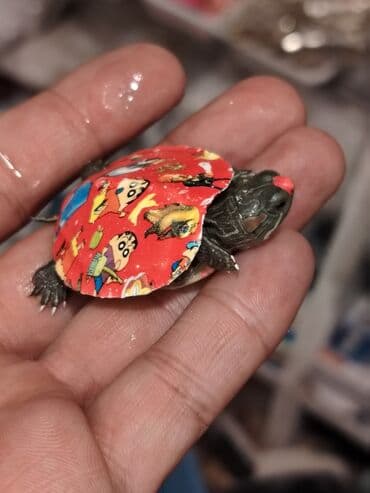 американский плоскоухий членистоногий когтеступ: Qırmızı yanaq su tısbağalar. Şəkillərdə müxtəlif naxışlı, dekorativ — 3