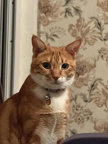 şotlant pisiyi: Menim sevimli pisiyim . 4 ildi menimle yasayir . isimle elaqeder — 2