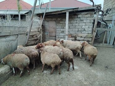 İtlər: Erkək, il: 1, 37 kq, Ətlik, Ünvandan götürmə — 5