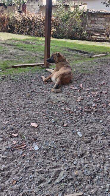 Akvariumlar: Qarışıq cins it – həyət və mühafizə üçün - Orta-böyük ölçülü, qısa — 1