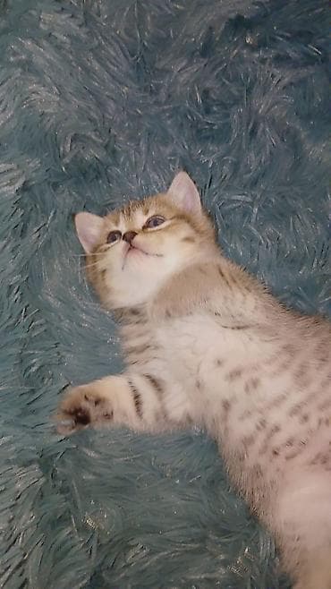 ev heyvani: Britan, Erkək, Dişi, Yaxşı əllərə, Ünvandan götürmə, Pulsuz çatdırılma, Ödənişli çatdırılma — 3