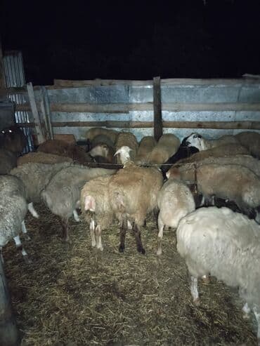 Коровы, быки: Təmiz ətləri 20-30 kq arası erkəy quzulardı — 2