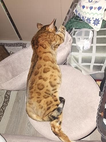 it satsi: Benqal, Erkək, Dişi, Ünvandan götürmə — 4