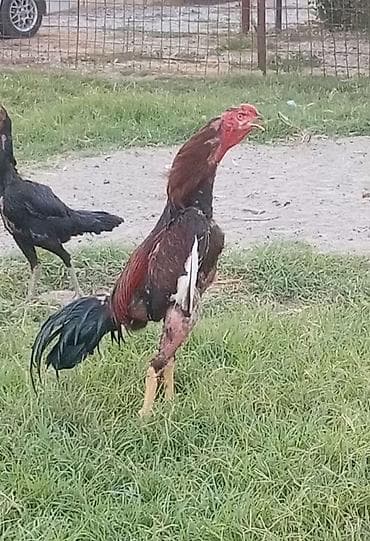 avstrolop cucə: Məhsul: Yerli fermadan uzunboynuzlu döyüş tipli toyuq cinsi – — 6