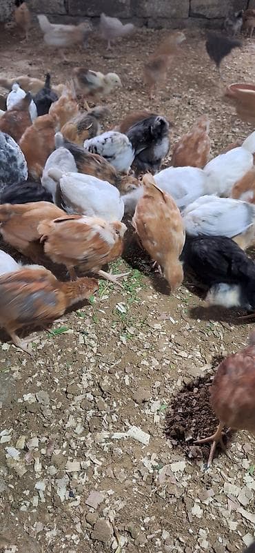 kend cucesi: Toyuq cücələri, Damazlıq — 5