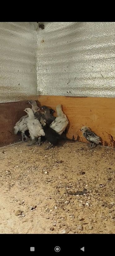 ordek balasi nece gune cixir: Toyuq cücələri, Damazlıq — 2