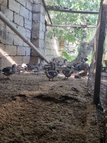 çəpiş əti: Çöl ördəkləri satılır. Yaşılbaş sona. - Şəkildə iri qrupa yaxın — 1