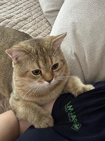 Pişiklər: Qızıl şinşilla — 3