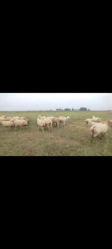 bakida cins ineklerin satisi: Dişi, il: 1, 50 kq, Damazlıq, Ünvandan götürmə — 8