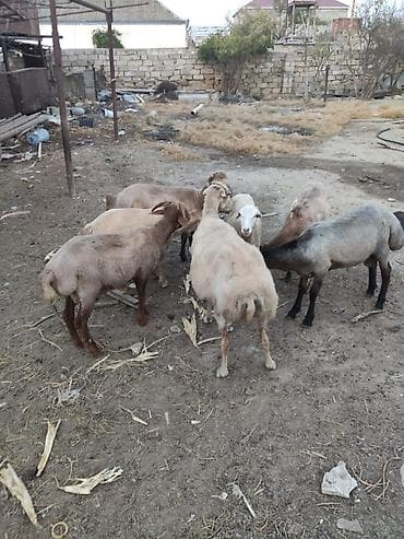 Qoyunlar, qoçlar: Mal-qara: Quyruqlu yerli qoyun sürüsü - Növ: Yerli ətlik qoyunlar — 5