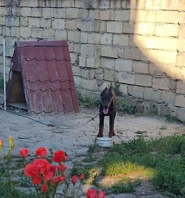 pudel it cinsi: Doberman, 8 ay, Erkek, Peyvəndli — 3