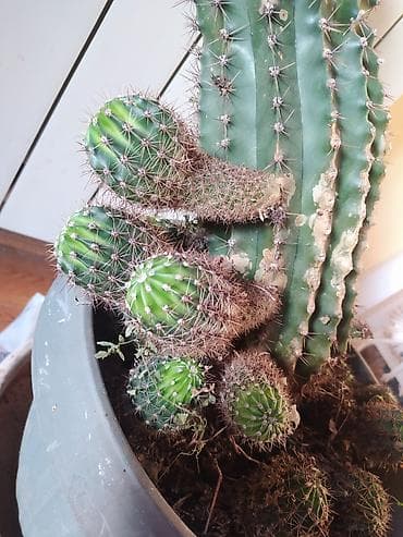 palma satilir: Kaktus balaları satılır. 1 ədədi üçün - 5 AZN Say artdıqca qiymət də — 3