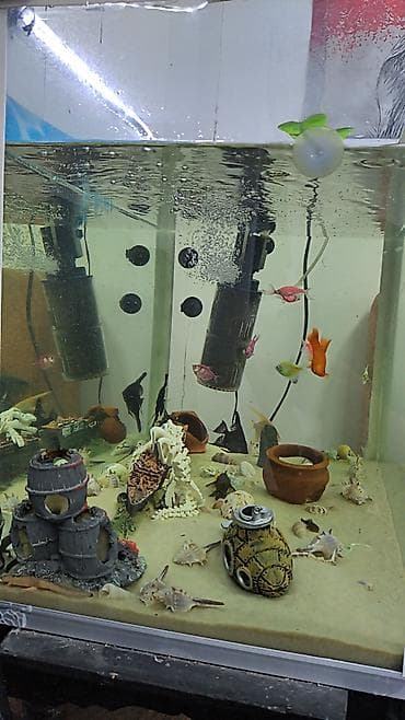 akvarium satılır: Akvarium icindekiler ile birlikde satilir. Qiymet sondu. Su — 4