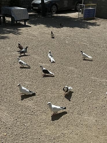 at satisi: 18 quşdu biri 5manatdan boynu güllülər var içində qırmızı baş qarabaşa — 1