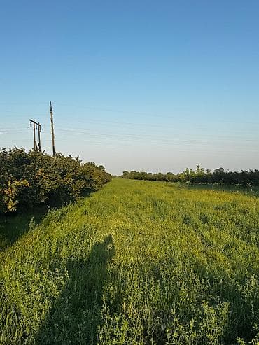 Torpaq sahələrinin satışı: 237 sot, Kənd təsərrüfatı, Mülkiyyətçi, Kupça (Çıxarış) — 8
