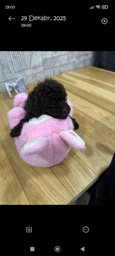 pudel it satisi: Pudel, 2 ay, Erkek — 3