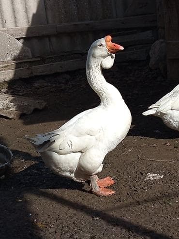 qaz balası: 2 yaşli xalmaqor Erkey aktivdir balalarıda özü kimi sakkalı olur — 1