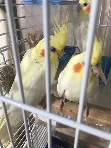 quslar satisi: Korella danismaqa hazir quslar satilir tam sağlam vitaminli ev şəraiti — 4