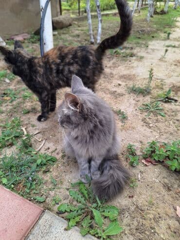 Uzun tüklü boz pişik - Rəng: bərk boz (dumanı), bığ hissəsində və