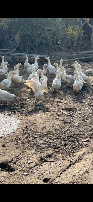 ev donuzu: Ağ ördəklər – təsərrüfat üçün sürü - Növ: ağ ev ördəyi (peyğəmbərqazı — 1