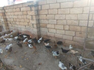 toyuq su qabı: Temiz kend colpalari 2 ayliq tam saglam topdan satis — 3