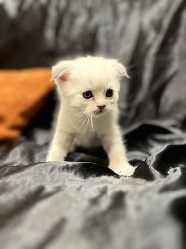 pişik sumkası: Şotland — 5