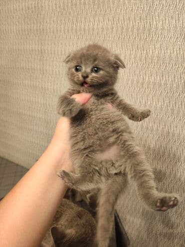 şotlan pişik: Şotland yastı qulaq, Erkək, Dişi, Yaxşı əllərə, Ünvandan götürmə, Pulsuz çatdırılma, Ödənişli çatdırılma — 175