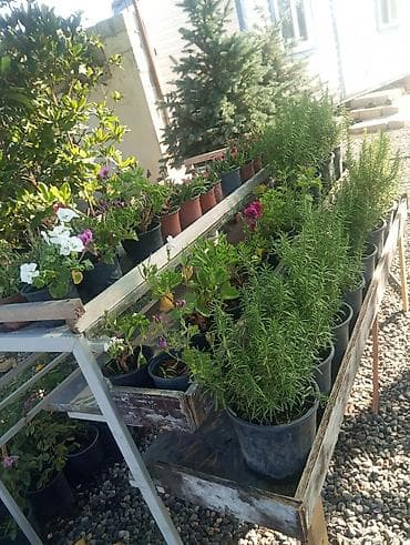 Çiçək və dekorativ bitkilər – saksıda Məhsul təsviri: - Saksıda