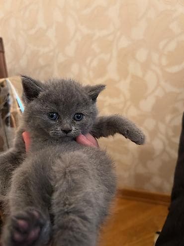 balaca cücə: Erkək, Dişi, Yaxşı əllərə, Ödənişli çatdırılma, Ünvandan götürmə, Rayonlara çatdırılma — 4