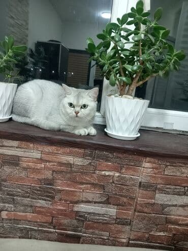 bala pisik qiymetleri: Dişi — 1